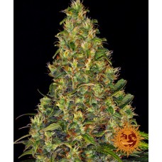 Семена конопли Amnesia Haze Auto Автофеминизированные Barney's farm