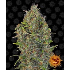 Семена конопли Critical Kush Auto Автофеминизированные Barney's farm