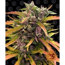 Семена конопли Gorilla Glue Auto Автофеминизированные Barney's farm