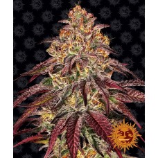 Семена конопли Mimosa x Orange Punch Auto Автофеминизированные Barney's farm
