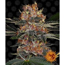 Семена конопли Purple Punch Auto Автофеминизированные Barney's farm