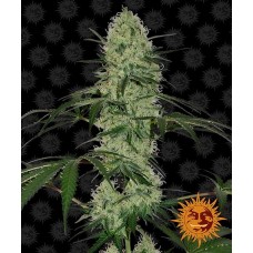 Семена конопли Tangerine Dream Auto Автофеминизированные Barney's farm