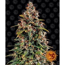 Семена конопли Watermelon Zkittlez Auto Автофеминизированные Barney's farm