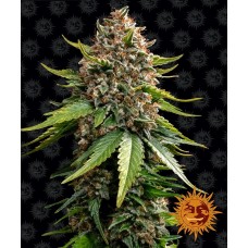 Семена конопли White Widow Auto Автофеминизированные Barney's farm