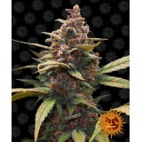 Ayahuasca Purple