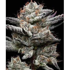 Семена конопли Black Cherry Gushers Феминизированные  Barney's farm