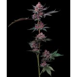 Cherry Poppers