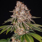 Cookie Casket