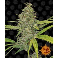 Семена конопли G13 Haze Феминизированные  Barney's farm