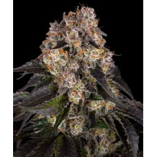 Семена конопли Girl Scout Cookies Феминизированные Barney's farm