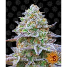 Семена конопли Gorilla Zkittlez Феминизированные Barney's farm
