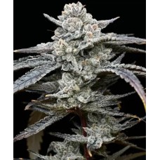 Семена конопли Lemon Cherry Gelato Феминизированные  Barney's farm