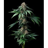 Mendo Breath