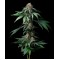 Mendo Breath
