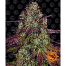 Семена конопли Mimosa Evo Феминизированные Barney's farm