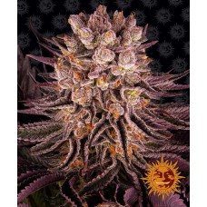 Семена конопли Mimosa x Orange Punch Феминизированные Barney's farm