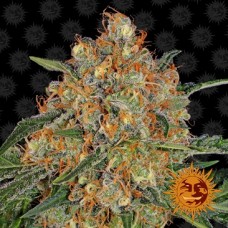 Семена конопли Orange Sherbert Феминизированные Barney's farm