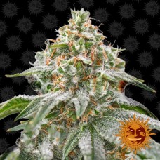 Семена конопли Pink Kush Феминизированные Barney's farm