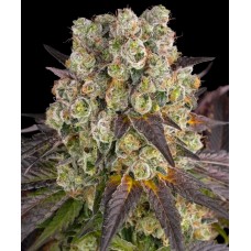 Семена конопли Purple Punch x Lemon Drizzle Феминизированные  Barney's farm