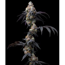 Семена конопли Rainbow Sherbet Феминизированные  Barney's farm