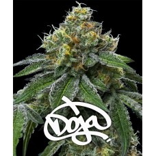Семена конопли RS11 x Banana OG Феминизированные  Barney's farm