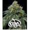RS11 x Banana OG