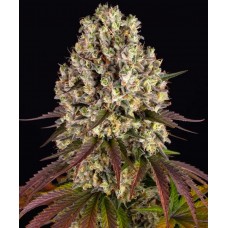 Семена конопли Sour Diesel Феминизированные Barney's farm