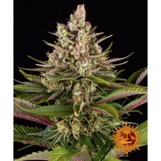 Семена конопли Sour Strawberry Феминизированные Barney's farm
