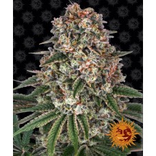 Семена конопли Tropicanna Banana Феминизированные Barney's farm