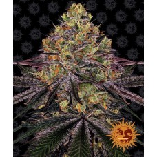 Семена конопли Watermelon Zkittlez Феминизированные Barney's farm