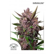 Семена конопли Auto Blackberry Kush Автофеминизированные Dutch Passion