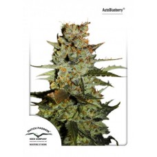Семена конопли Auto Blueberry Автофеминизированные Dutch Passion