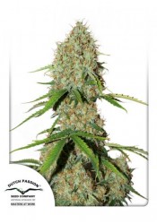 Auto Brooklyn Sunrise