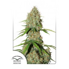 Семена конопли Auto Brooklyn Sunrise Автофеминизированные Dutch Passion