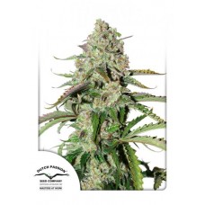 Семена конопли Auto Colorado Cookies Автофеминизированные Dutch Passion