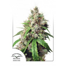 Семена конопли Auto Euforia Автофеминизированные Dutch Passion
