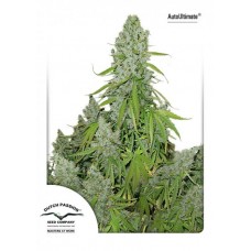 Семена конопли Auto Ultimate Автофеминизированные Dutch Passion