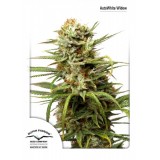 Auto White Widow