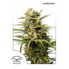 Семена конопли Auto White Widow автофеминизированные Dutch Passion