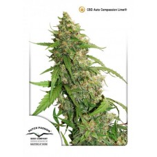 Семена конопли CBD Auto Compassion Lime Автофеминизированные Dutch Passion