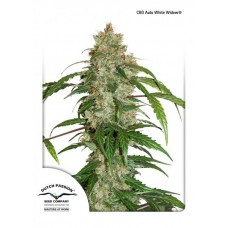Семена конопли CBD Auto White Widow Автофеминизированные Dutch Passion