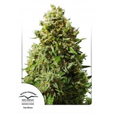 Семена конопли Think Different автофеминизированные Dutch Passion