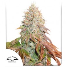 Семена конопли Auto Banana Blaze Автофеминизированные Dutch Passion
