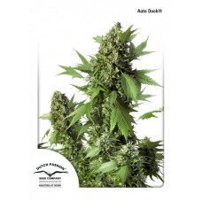 Семена конопли Auto Duck Автофеминизированные Dutch Passion