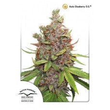 Семена конопли Auto Glueberry O.G. Автофеминизированные Dutch Passion