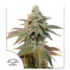 Семена конопли Auto Kerosene Krash Автофеминизированные Dutch Passion