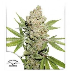 Семена конопли Auto Lemon Kix Автофеминизированные Dutch Passion