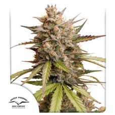 Семена конопли Auto Melonade Runtz Автофеминизированные Dutch Passion
