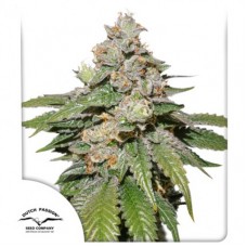 Семена конопли Auto Mokum's Tulip Автофеминизированные Dutch Passion