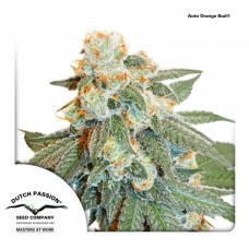 Семена конопли Auto Orange Bud Автофеминизированные Dutch Passion